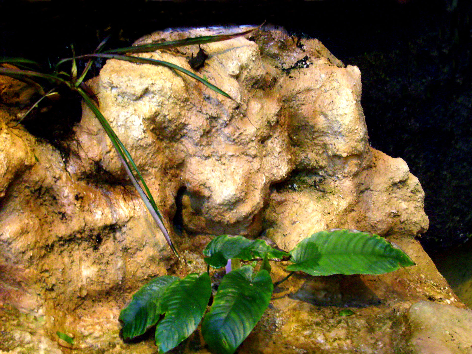 Aof maquettes – serres du jardin botanique muséum d'histoires ...
